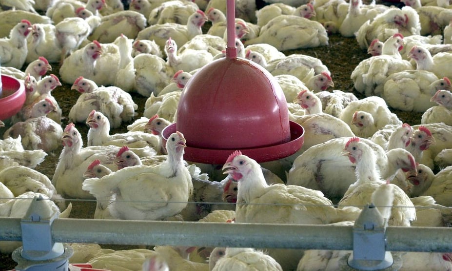 Governo se diz surpreendido com decisão da Arábia Saudita de suspender importação de frango