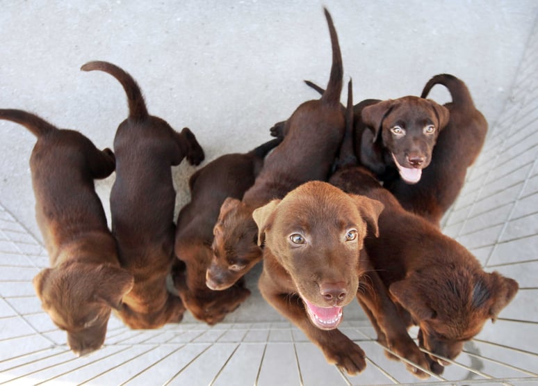 Câmara aprova projeto que proíbe extermínio de cães e gatos