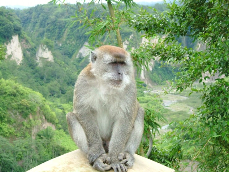 OMS confirma 92 casos da varíola dos macacos em 12 países