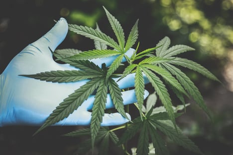 TJ de Minas autoriza idoso a plantar maconha em casa