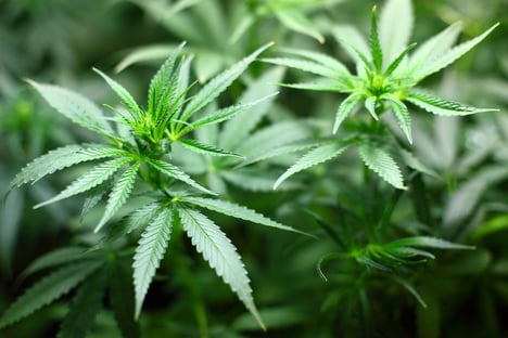 Autoridades de Nova York chegam a um acordo para legalizar uso recreativo da maconha