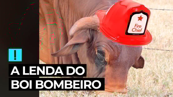 Vídeo: a lenda do Boi Bombeiro
