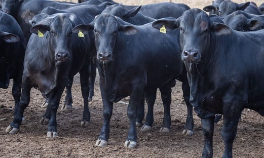 Boi bombeiro? Rebanho bovino cresceu em 2019