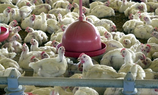 Governo se diz surpreendido com decisão da Arábia Saudita de suspender importação de frango