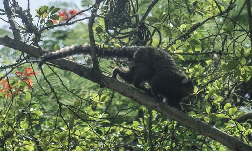 China registra 1ª morte por vírus transmitido por macaco
