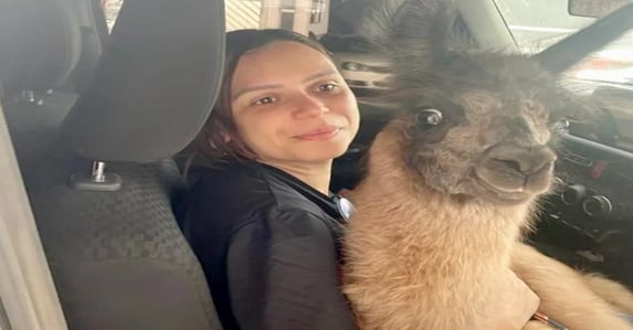 Conheça Maya, a lhama de estimação que se tornou a sensação de Mogi das Cruzes