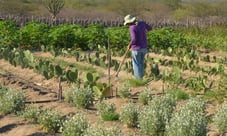 CMO libera crédito suplementar de R$ 1,2 bilhão para Plano Safra