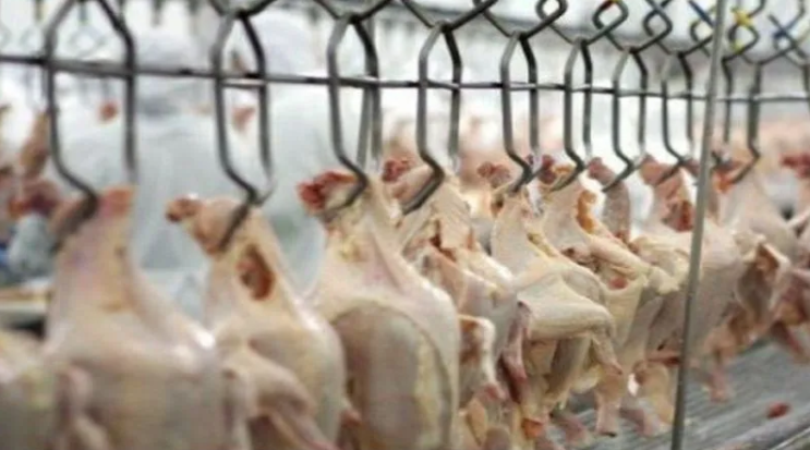 Uruguai, Chile e México suspendem importação de frango do Brasil