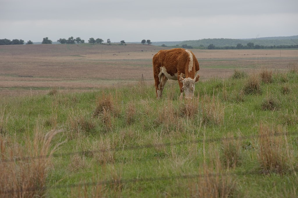 Crusoé: Texas registra 1º caso de gripe aviária contraída de vaca