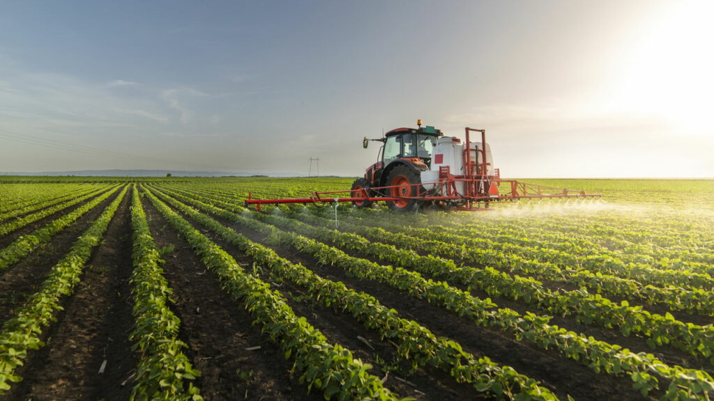 Agricultor salva 500 toneladas de batatas do lixo com uma ideia simples