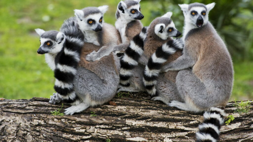 Tailândia devolve animais traficados de Madagascar