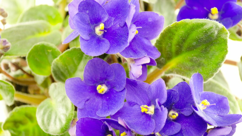 O charme da violeta-africana: Uma joia das florestas tropicais