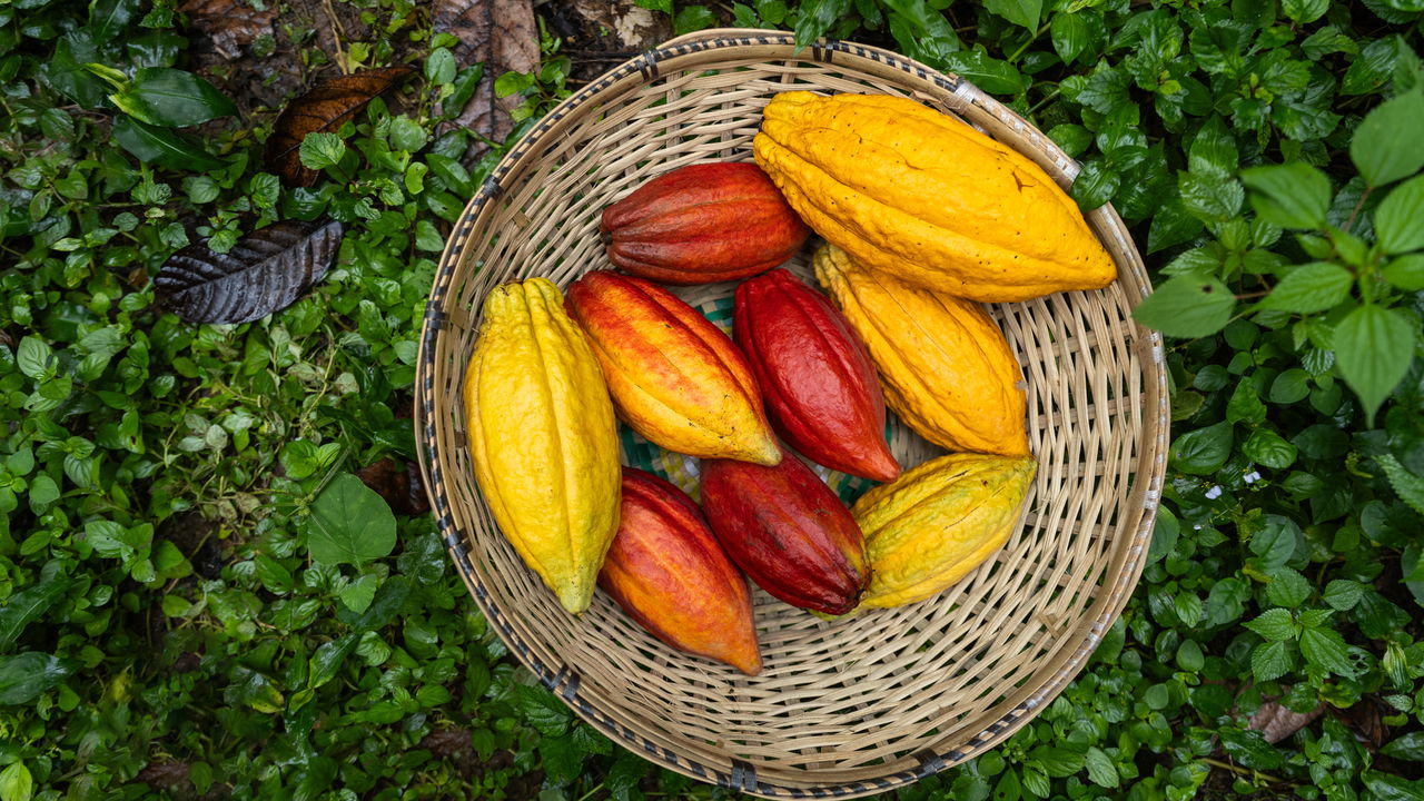 Chocolate era servido com pimenta antes dos europeus chegarem