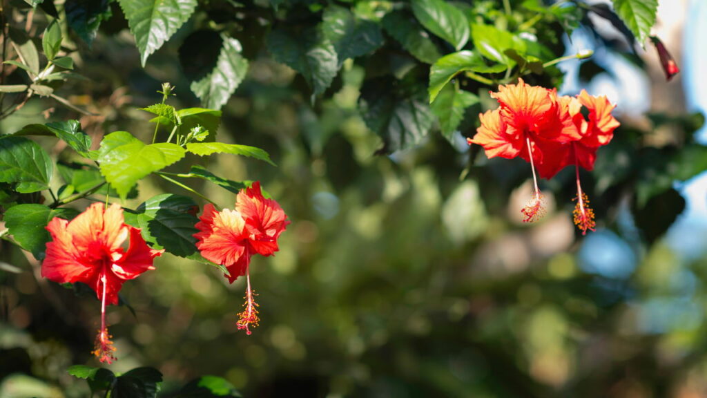 Transforme seu jardim e sua cozinha com o cultivo de hibisco