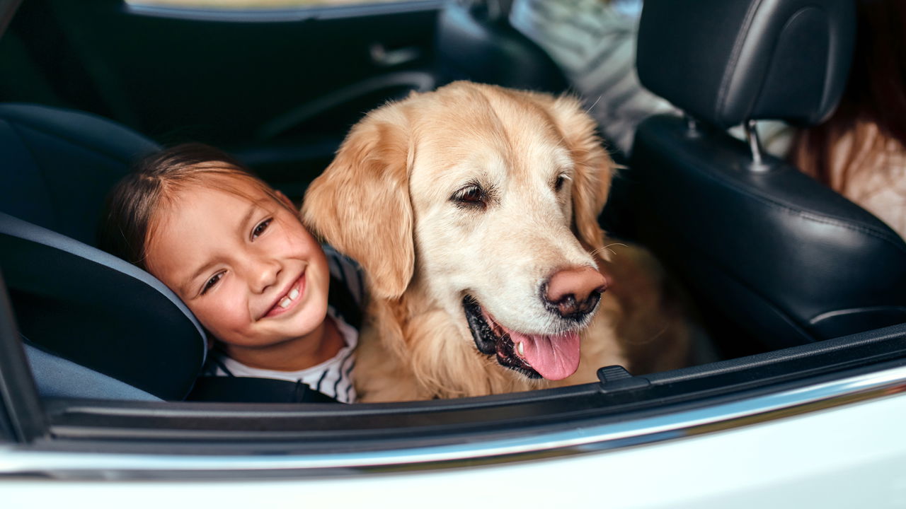 Como transportar corretamente animais no carro?