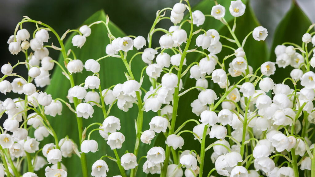 Lírio-do-vale: Planta decorativa e aromática com história fascinante