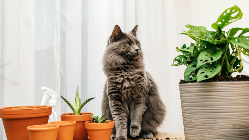 Plantas e gatos: O que você precisa saber para evitar intoxicações