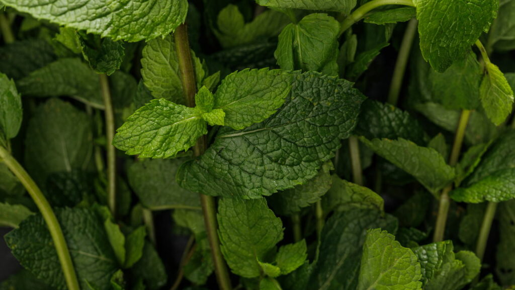 Benefícios da hortelã para a digestão: Veja como aproveitar