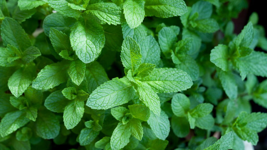 Hortelã-verde é o segredo natural para saúde e bem-estar no dia a dia
