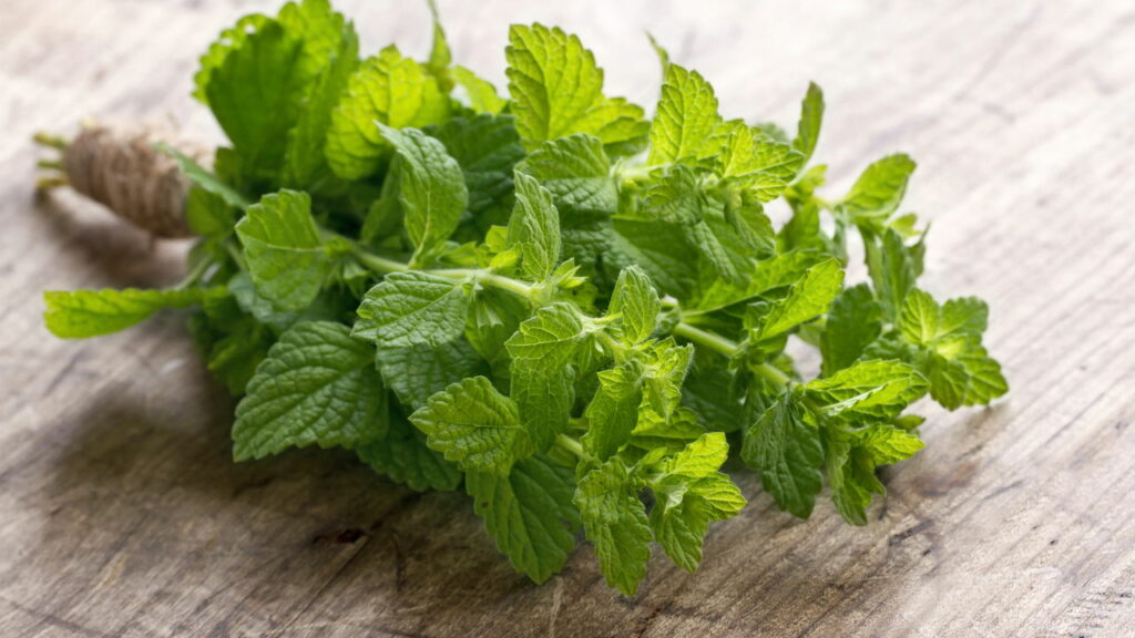 Hortelã (Créditos: depositphotos.com / anskuw)