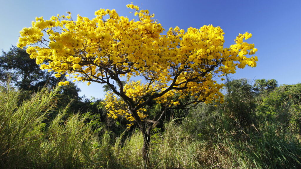Como cultivar o Ipê-Amarelo e transformar seu jardim imediatamente