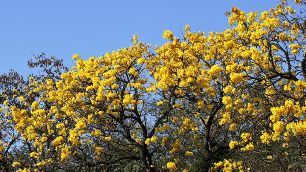 Ipê-amarelo (Créditos: depositphotos.com / sidneydealmeida)