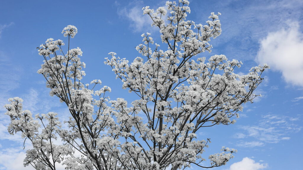 Transforme seu jardim com o ipê branco