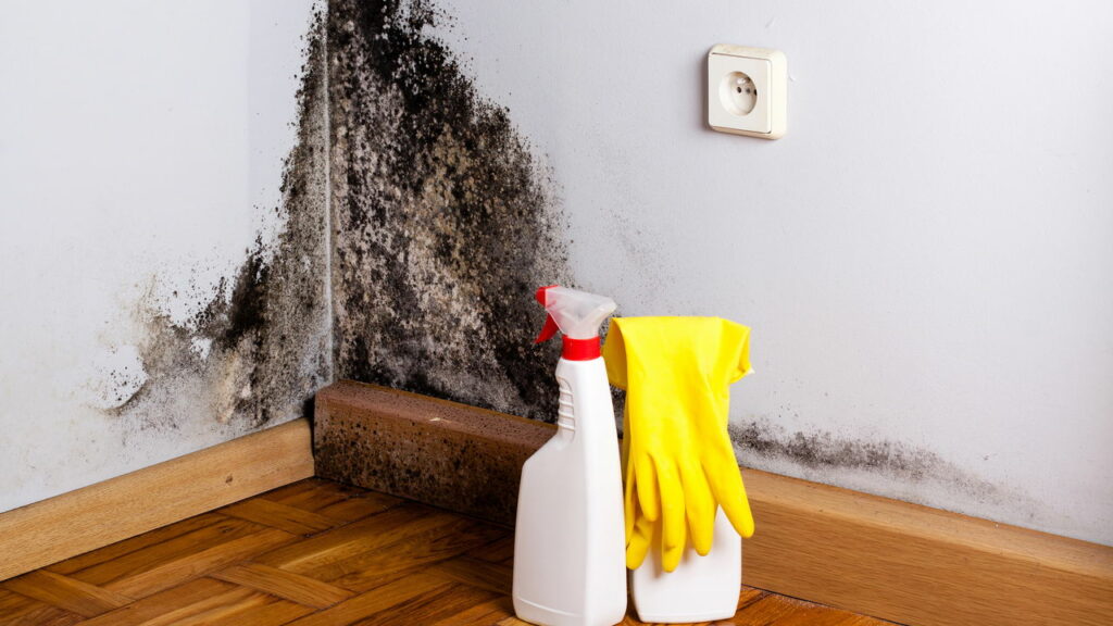Mofo na sua casa? Descubra como prevenir e limpar de forma eficaz