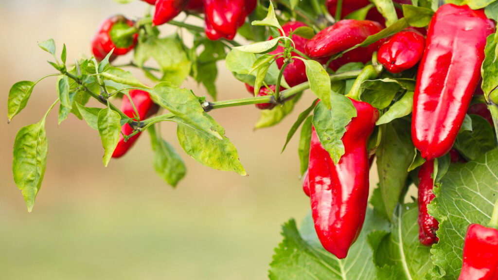 Aprenda a cultivar pimentas em casa e enriquecer seus pratos de forma fácil