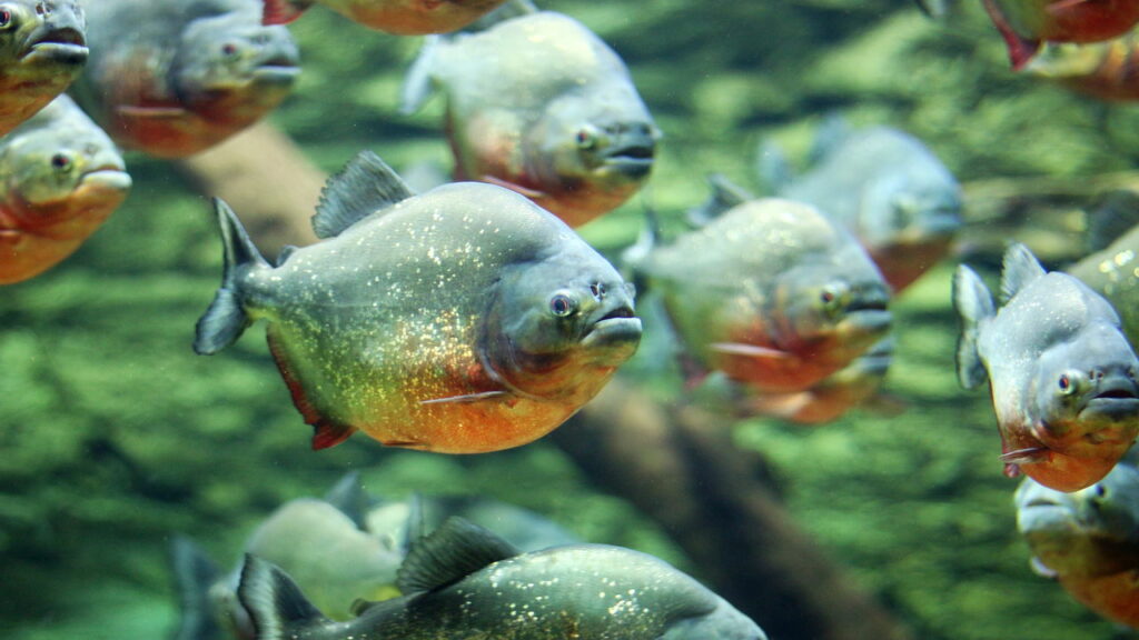 Por que as piranhas não atacam pessoas que pescam no rio?