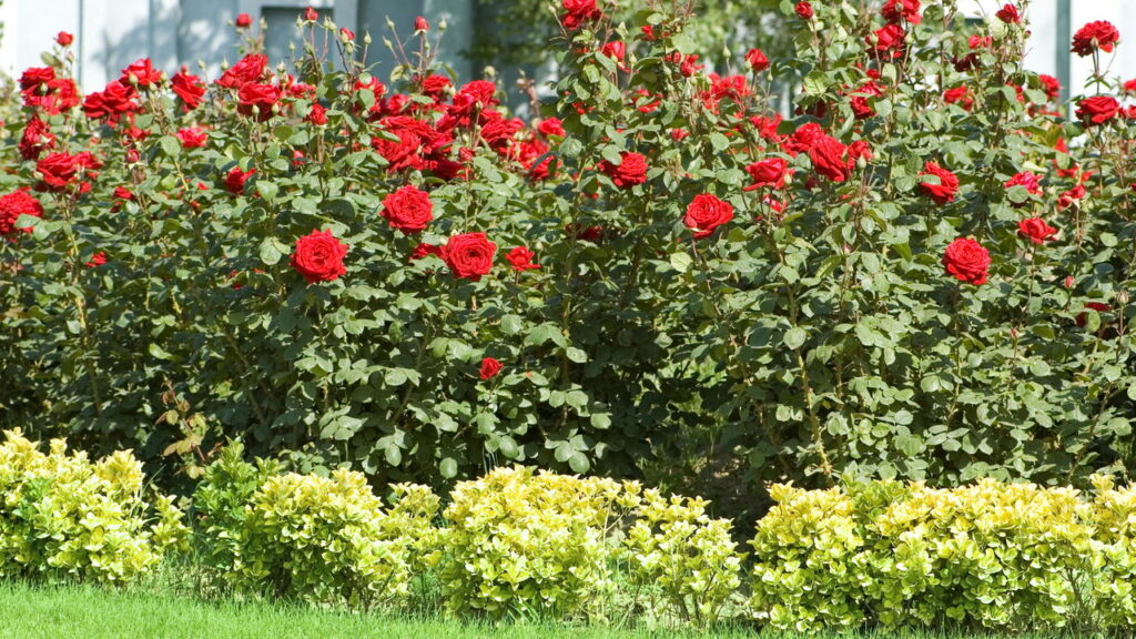 Saiba como manter seu jardim florido o ano todo com essas flores perfeitas