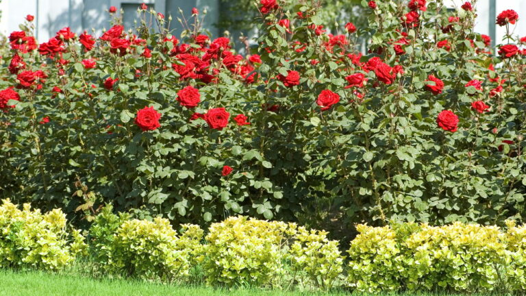 Saiba como manter seu jardim florido o ano todo com essas flores perfeitas