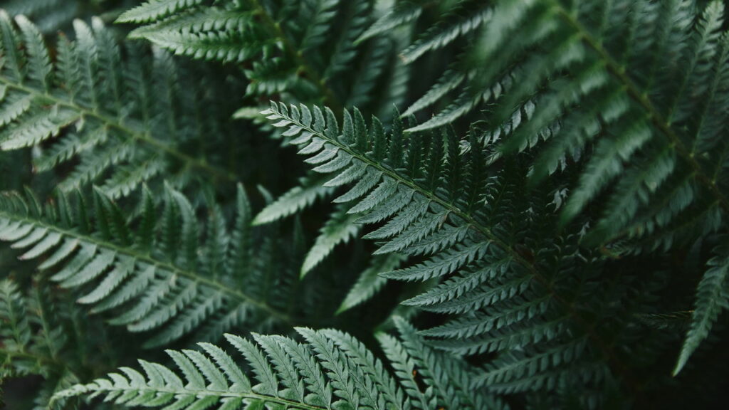 Descubra as samambaias ideais para seu jardim