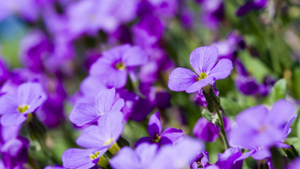 Descubra os segredos para manter suas violetas radiantes o ano inteiro