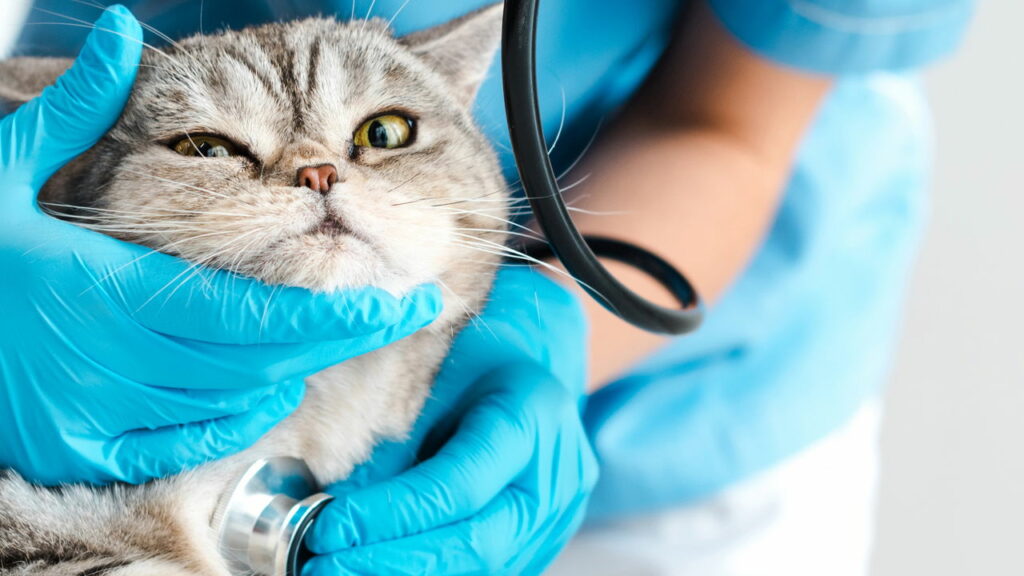 Ama o seu pet? Confira dicas de cuidados para o seu animal de estimação