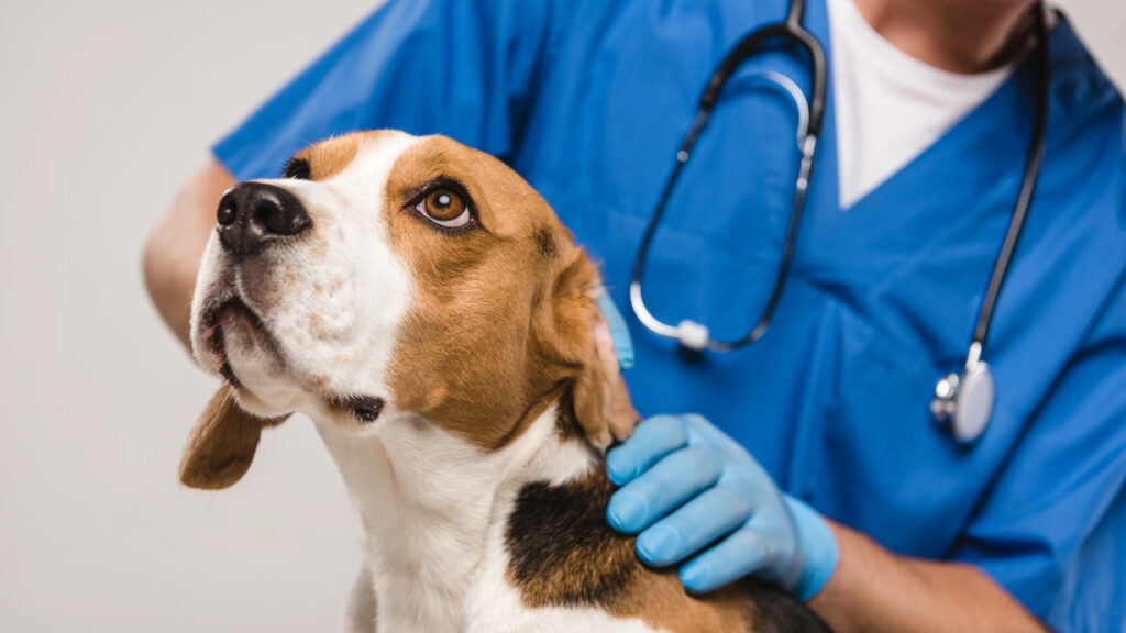 Ama o seu pet Confira dicas de cuidados para o seu animal de estimação
