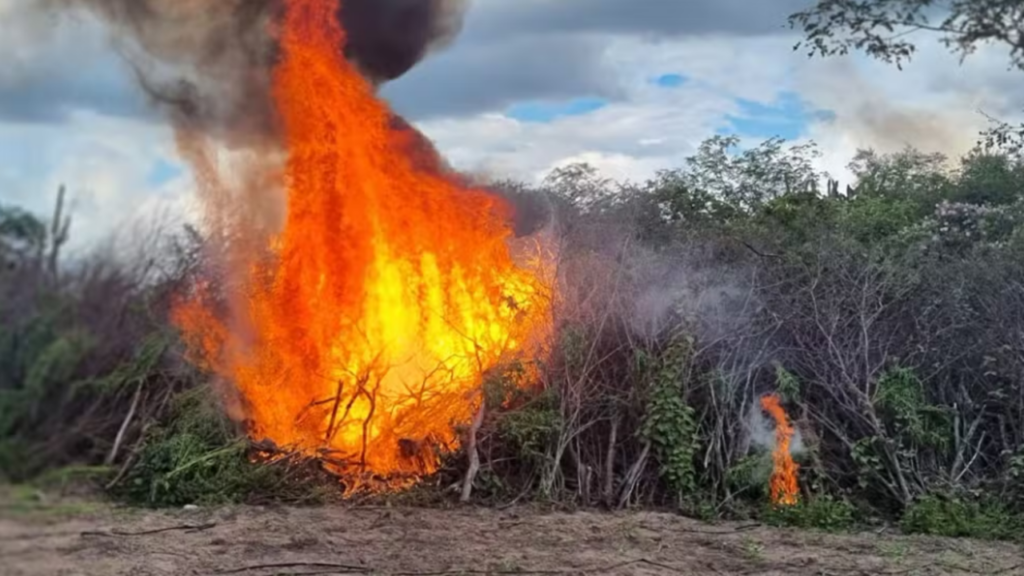 PF queima 134 mil pés de maconha em Pernambuco