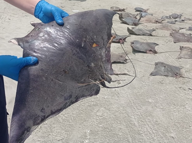 Centenas da raias em extinção aparecem mortas em praia no litoral paulista