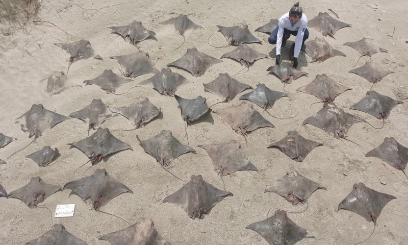 Dezenas da raias em extinção aparecem mortas em praia no litoral paulista