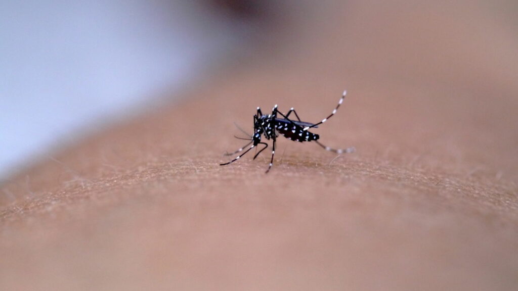 Rio de Janeiro registra primeiro caso de dengue em gestante