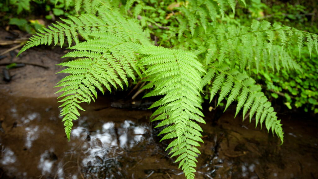 Dicas de plantas que purificam o ar da sua casa