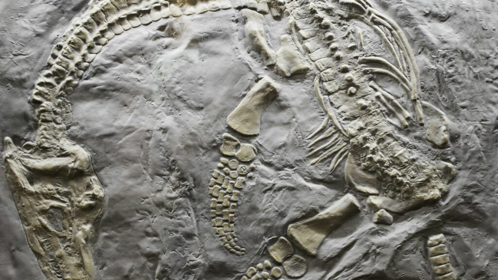 Fóssil da primeira ave do mundo de 69 milhões de anos é descoberta na Antártida