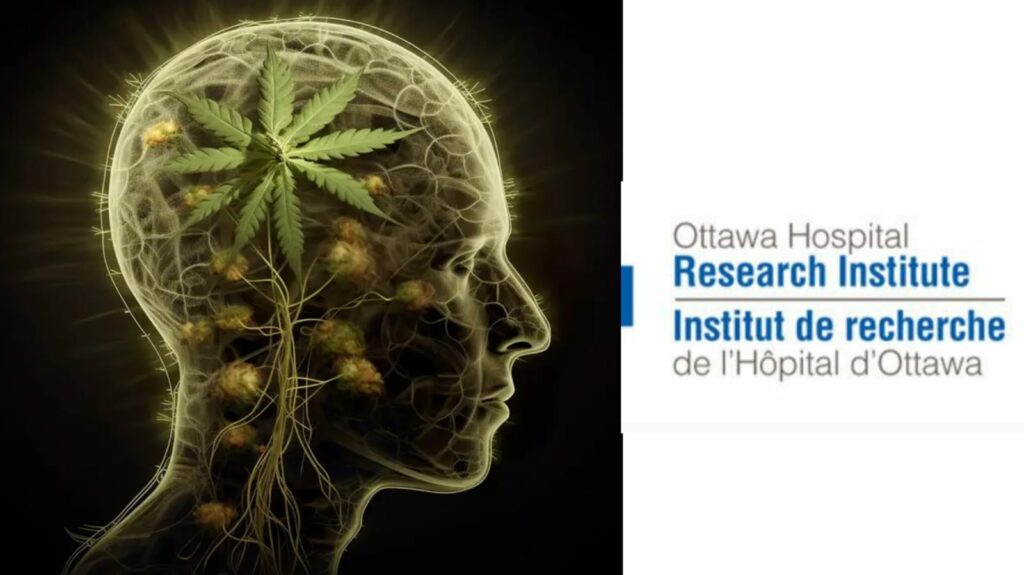 Legalização da cannabis dobrou casos de psicose, diz estudo canadense