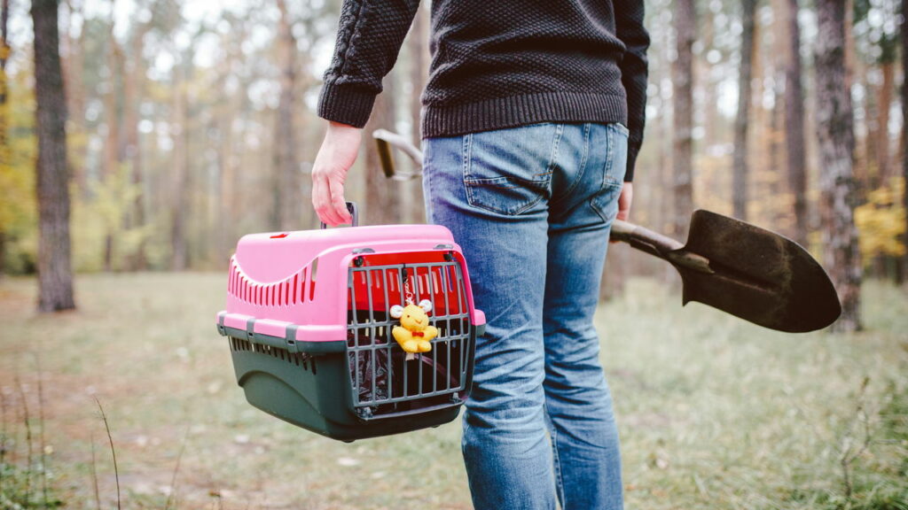 Pelo menos 12 gatos foram mortos envenenados, diz ONG