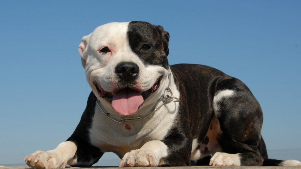 Pit bulls são proibidos de reproduzir em Minas