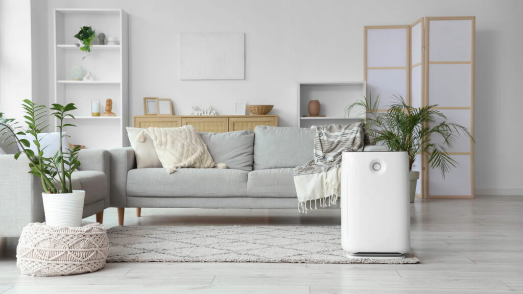 As 5 plantas de interior que vão purificar seu Ar