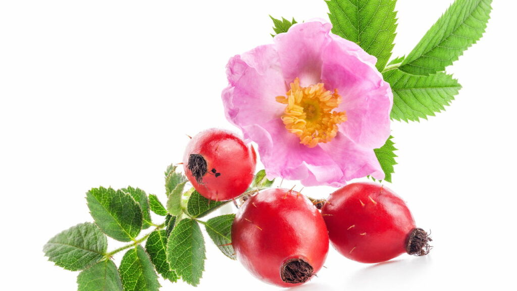 A Rosa Mosqueta além do óleo! Veja os benefícios do chá