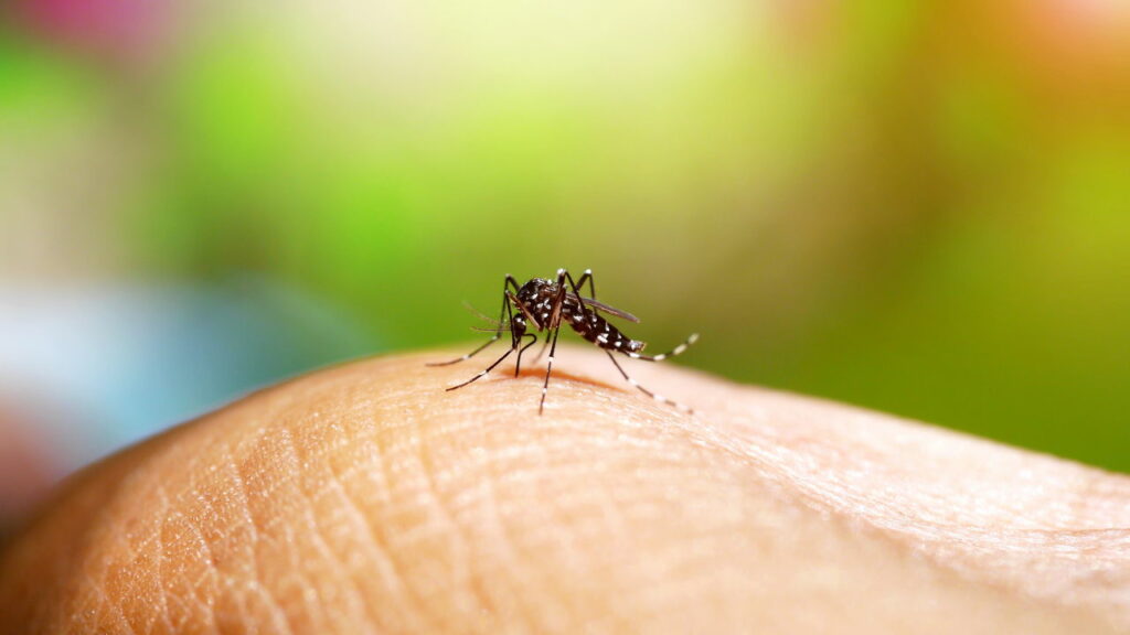 Minas Gerais vive emergência de dengue