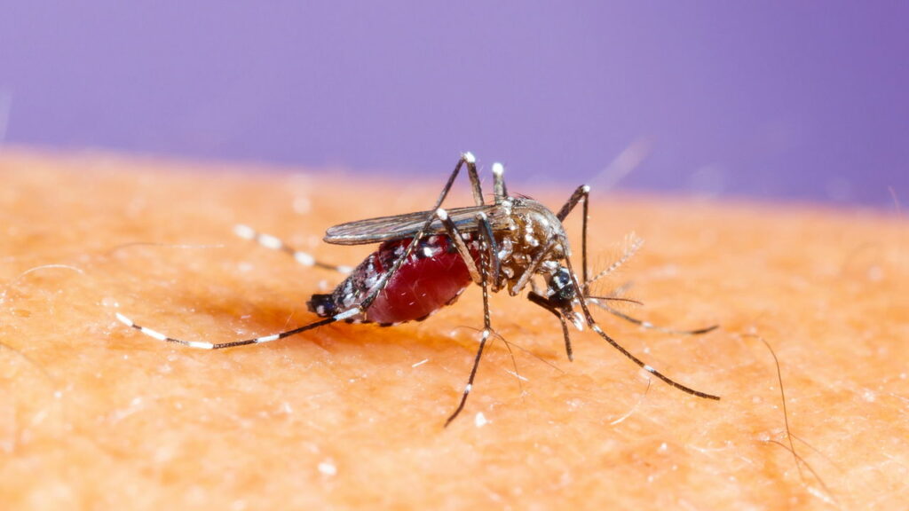 Dengue tipo 3 é confirmada em Brasília