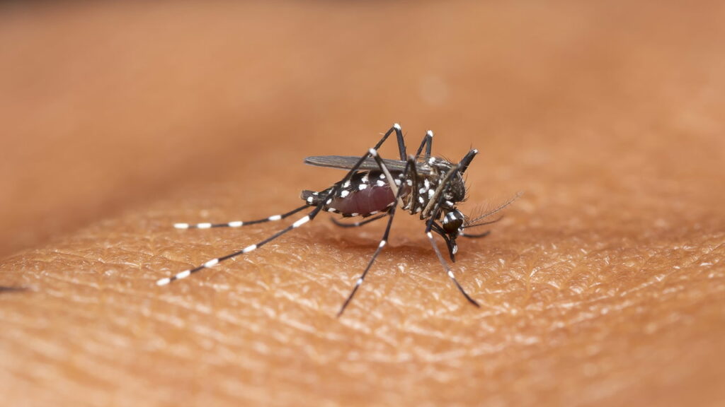 Sul de Minas confirma primeira morte por dengue